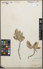 Foto von Salix glaucosericea Flod.